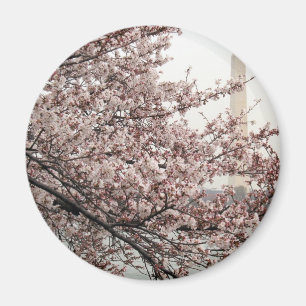 Cherry Blossom Washington DC Magneet