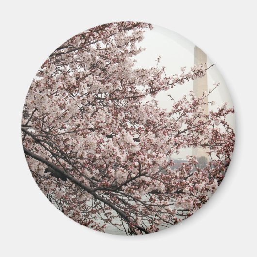 Cherry Blossom Washington DC Magneet (Voorkant)
