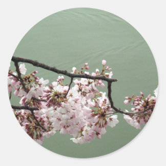 Cherry Blossom Washington DC Ronde Sticker
