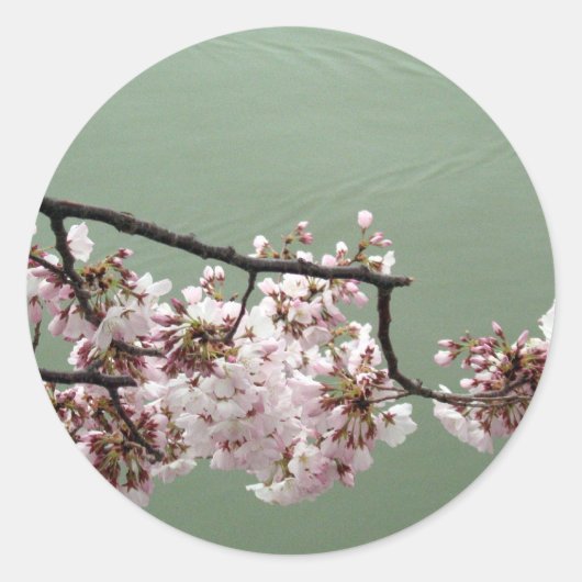 Cherry Blossom Washington DC Ronde Sticker (Voorkant)