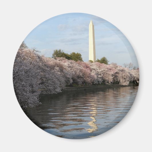 Cherry Blossom Washington monument Magneet (Voorkant)