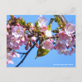Cherry blossom & White-eye [Briefkaart] Briefkaart