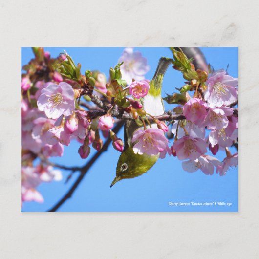 Cherry blossom & White-eye [Briefkaart] Briefkaart (Voorkant)