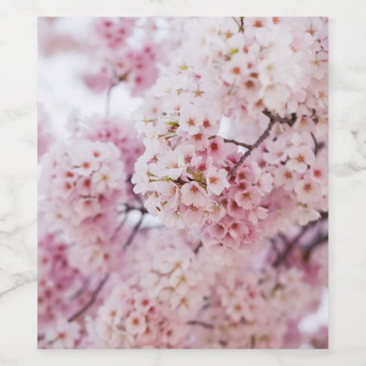 Cherry Blossom Wijn Etiket (Enkel label)