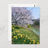 Cherry blossom & Wild Daffodil Briefkaart (Voorkant / Achterkant)