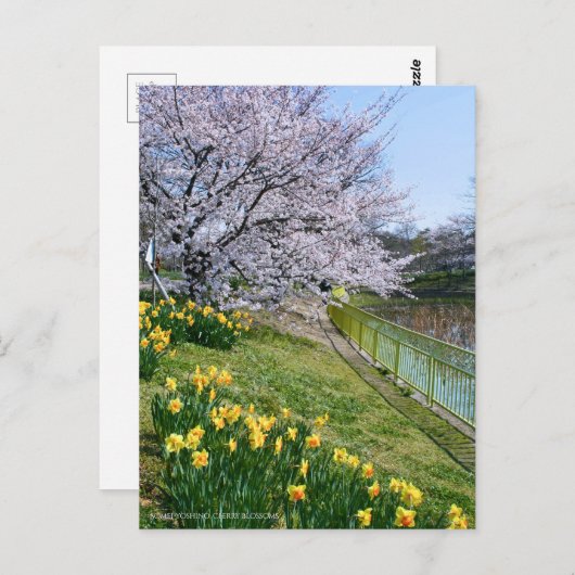 Cherry blossom & Wild Daffodil Briefkaart (Voorkant / Achterkant)