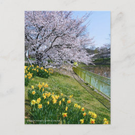 Cherry blossom & Wild Daffodil Briefkaart