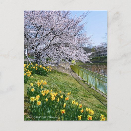 Cherry blossom & Wild Daffodil Briefkaart (Voorkant)