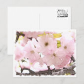 Cherry Blossom "Yae-benitoranowo" Briefkaart (Voorkant / Achterkant)