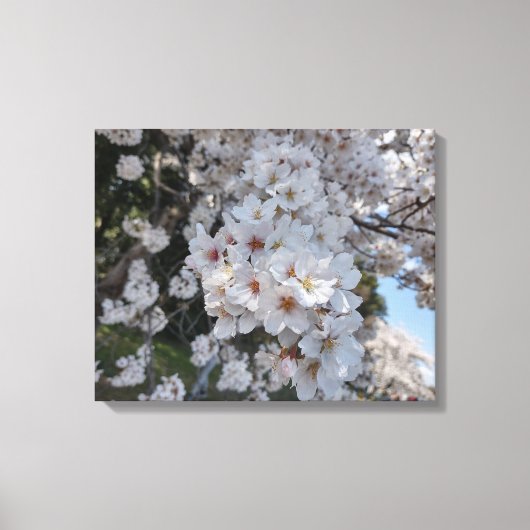 CHERRY BLOSSOMS #2 OP CANVAS 20 "x 16" Afdruk (Voorkant)