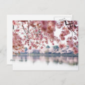 Cherry Blossoms Briefkaart (Voorkant / Achterkant)