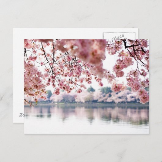 Cherry Blossoms Briefkaart (Voorkant / Achterkant)