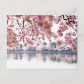 Cherry Blossoms Briefkaart (Voorkant)
