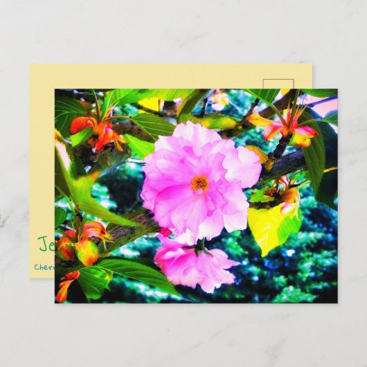 CHERRY BLOSSOMS BRIEFKAART (Voorkant / Achterkant)