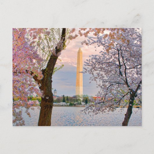 Cherry Blossoms Briefkaart (Voorkant)