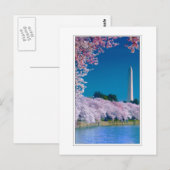 Cherry Blossoms en het Washington Monument Briefkaart (Voorkant / Achterkant)