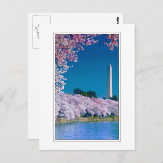 Cherry Blossoms en het Washington Monument Briefkaart (Voorkant / Achterkant)