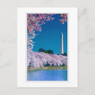 Cherry Blossoms en het Washington Monument Briefkaart