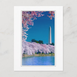 Cherry Blossoms en het Washington Monument Briefkaart