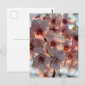 Cherry Blossoms: Japan Briefkaart (Voorkant / Achterkant)