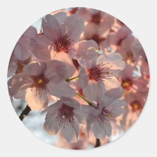 Cherry Blossoms: Japan Ronde Sticker