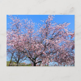 Cherry Blossoms: Jugatsu-zakura [Postcard] Briefkaart