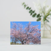 Cherry Blossoms: Jugatsu-zakura [Postcard] Briefkaart (Staand voorkant)