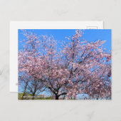 Cherry Blossoms: Jugatsu-zakura [Postcard] Briefkaart (Voorkant / Achterkant)