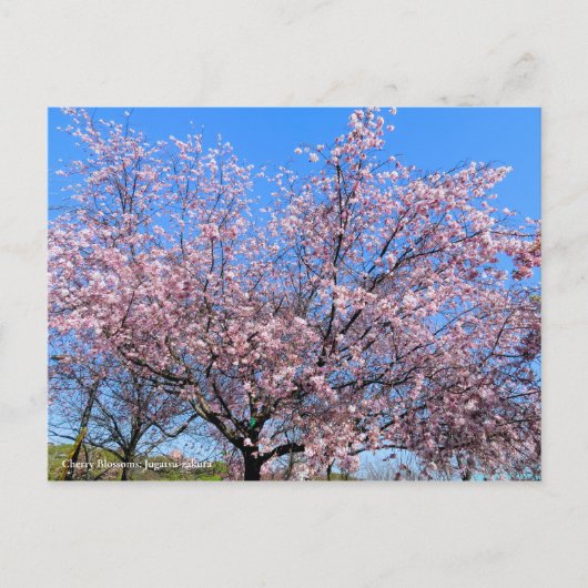 Cherry Blossoms: Jugatsu-zakura [Postcard] Briefkaart (Voorkant)