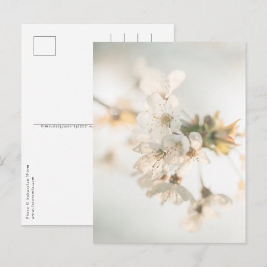 Cherry Blossoms Natuur Foto Briefkaart (Voorkant / Achterkant)