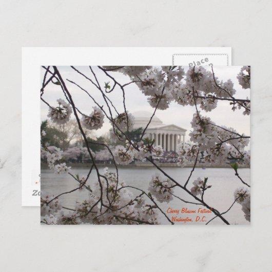 Cherry Blossoms on the Tidal Basin Briefkaart (Voorkant / Achterkant)