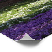 CHERRY BLOSSOMS POSTER (Hoek)