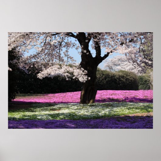 CHERRY BLOSSOMS POSTER (Voorkant)