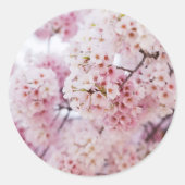 Cherry Blossoms Ronde Sticker (Voorkant)