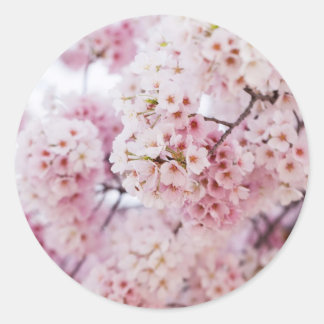 Cherry Blossoms Ronde Sticker