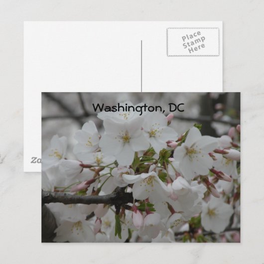 Cherry Blossoms: Washington, DC Briefkaart (Voorkant / Achterkant)