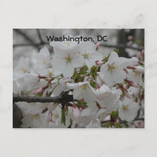 Cherry Blossoms: Washington, DC Briefkaart
