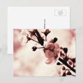 Cherry Blossum, Spring flovers, Natuur Briefkaart (Voorkant / Achterkant)