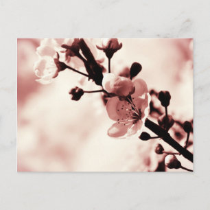 Cherry Blossum, Spring flovers, Natuur Briefkaart