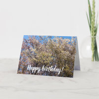 Cherry-bomen in volbloei op een warme dag van de l