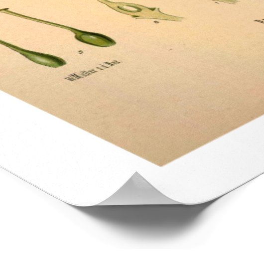 Cherry Botanical Print (Hoek)