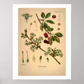 Cherry Botanical Print (Voorkant)