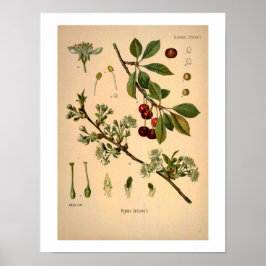 Cherry Botanical Print
