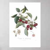 Cherry, Cerise de Montmorency Poster (Voorkant)