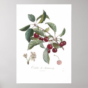 Cherry, Cerise de Montmorency Poster