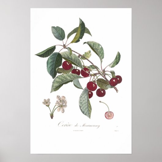 Cherry, Cerise de Montmorency Poster (Voorkant)