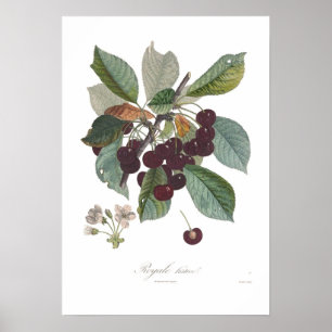 Cherry, Early Royale Poster