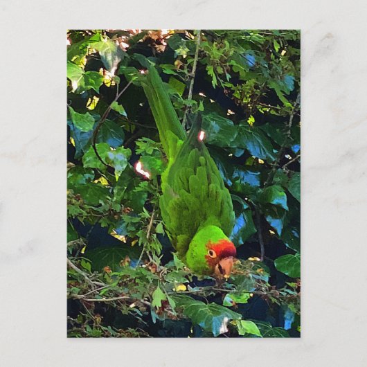 Cherry Headed Conure #1 Briefkaart (Voorkant)