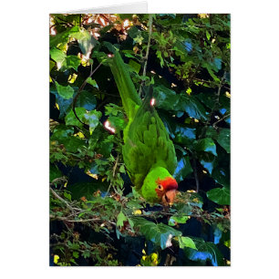 Cherry Headed Conure #1 Kaart