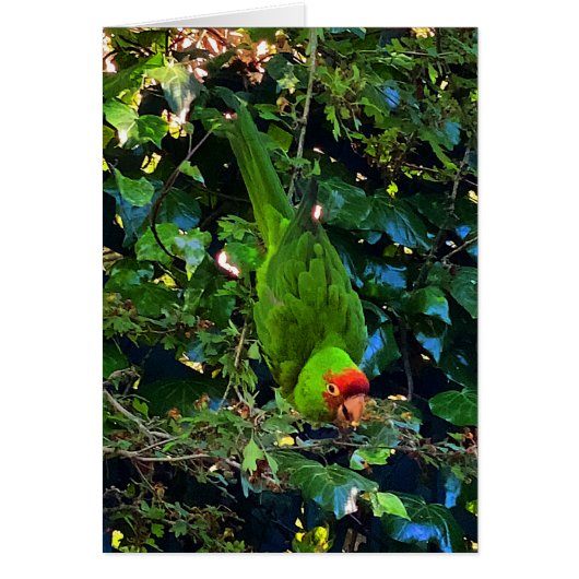 Cherry Headed Conure #1 Kaart (Voorkant)